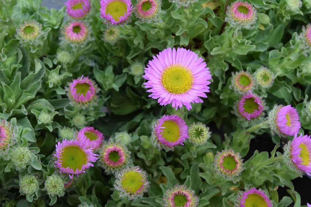 Erigeron glaucus 'Sea Breeze' ---